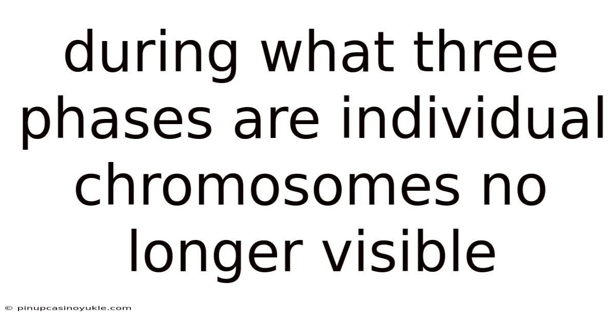 During What Three Phases Are Individual Chromosomes No Longer Visible