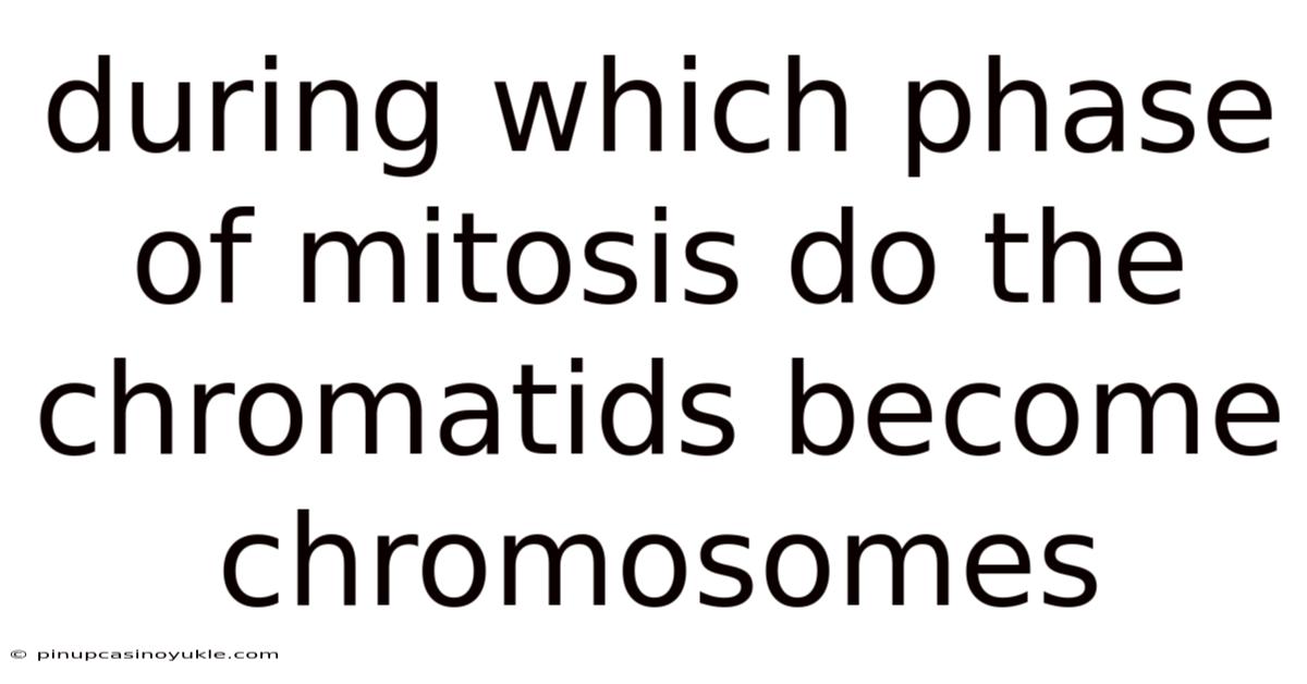During Which Phase Of Mitosis Do The Chromatids Become Chromosomes