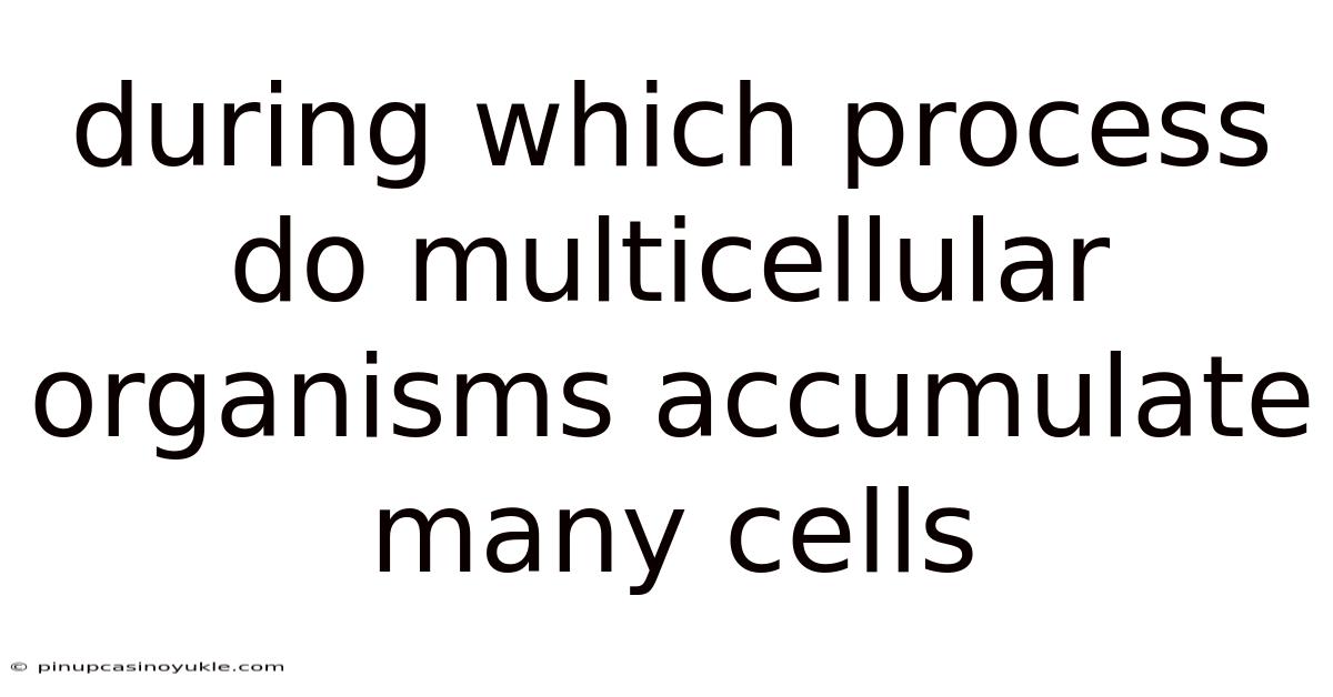 During Which Process Do Multicellular Organisms Accumulate Many Cells