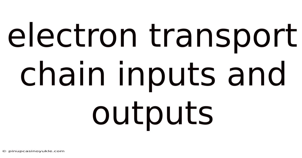 Electron Transport Chain Inputs And Outputs