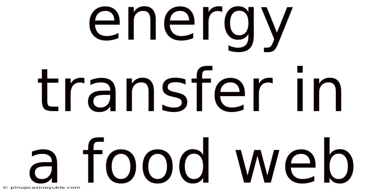 Energy Transfer In A Food Web