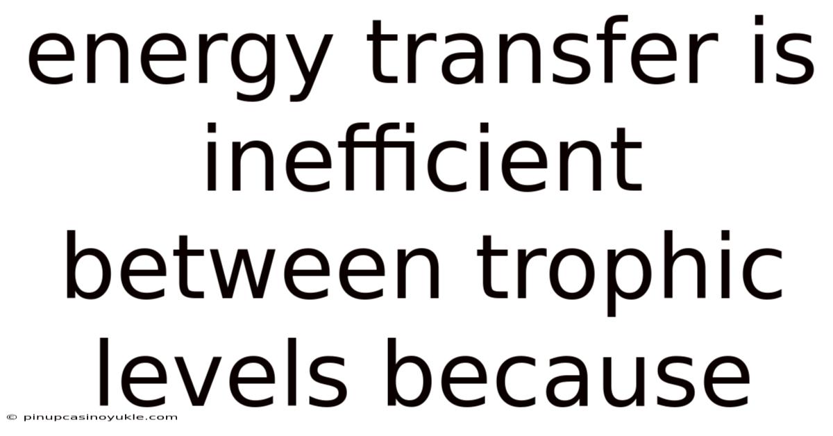 Energy Transfer Is Inefficient Between Trophic Levels Because