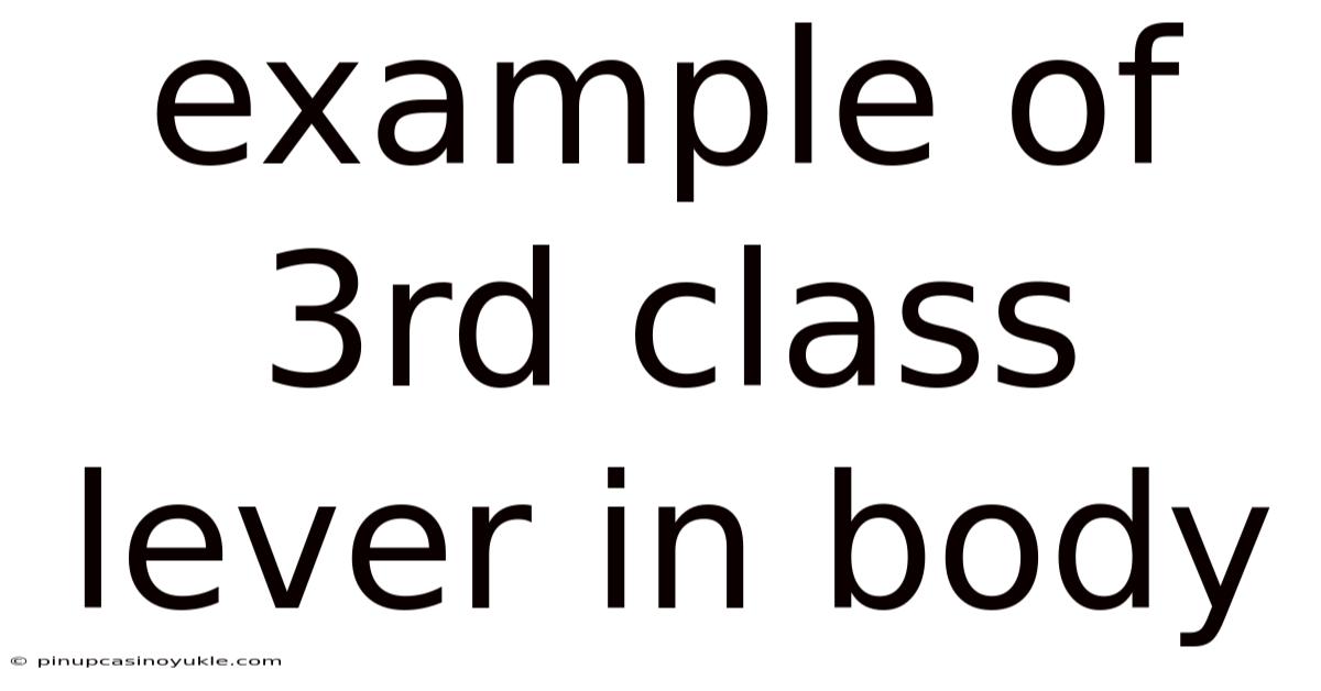 Example Of 3rd Class Lever In Body
