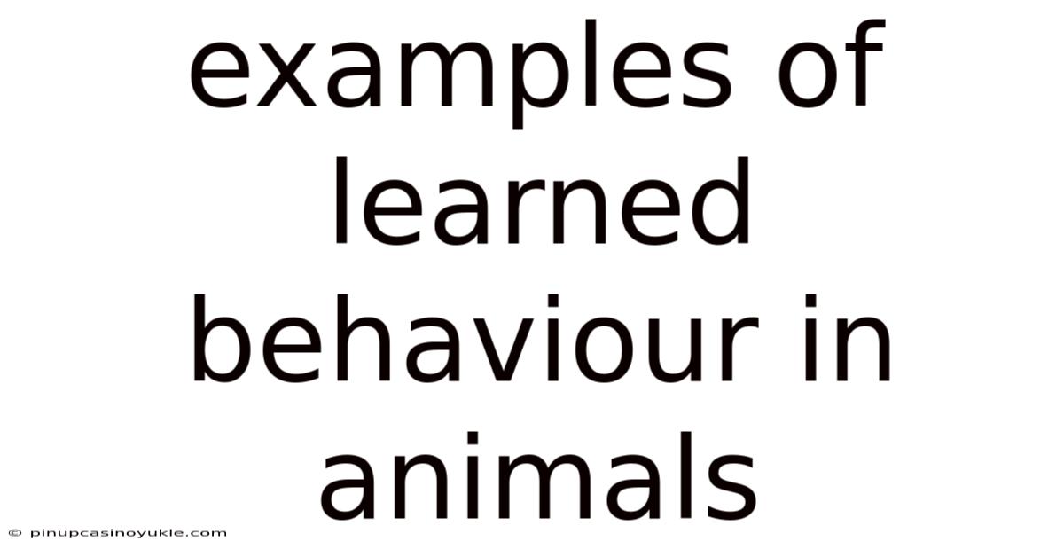 Examples Of Learned Behaviour In Animals