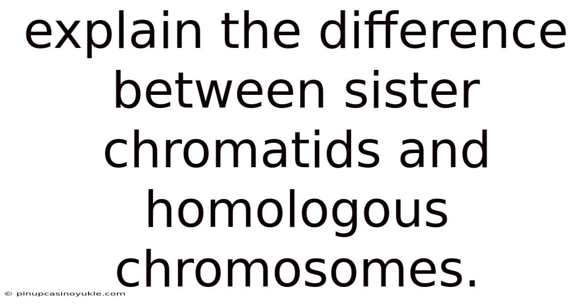 Explain The Difference Between Sister Chromatids And Homologous Chromosomes.