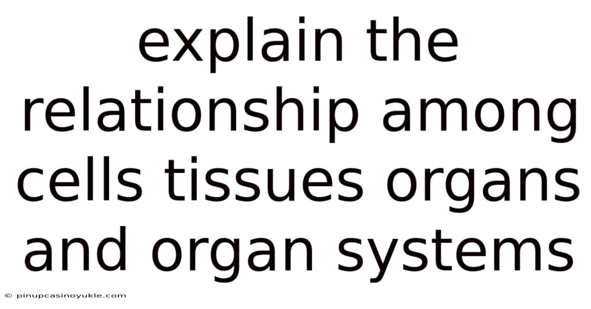 Explain The Relationship Among Cells Tissues Organs And Organ Systems
