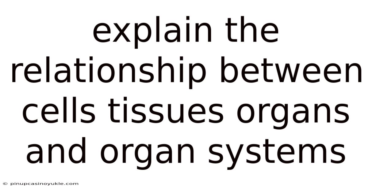 Explain The Relationship Between Cells Tissues Organs And Organ Systems