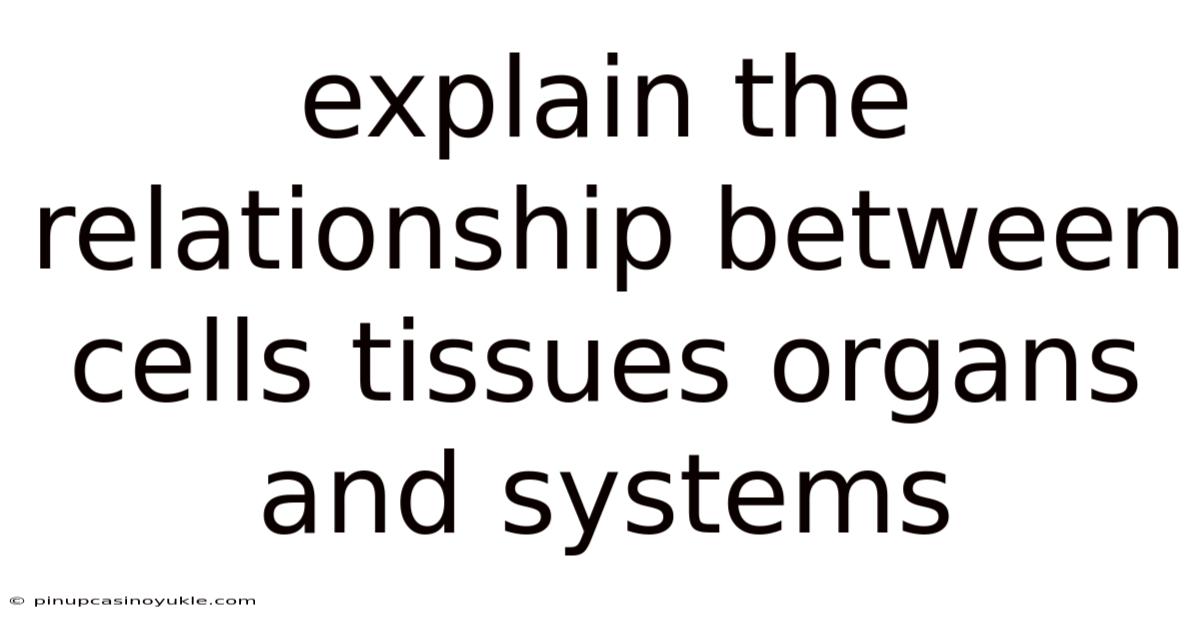Explain The Relationship Between Cells Tissues Organs And Systems