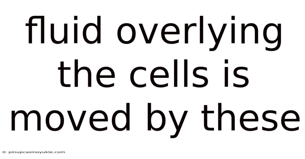 Fluid Overlying The Cells Is Moved By These