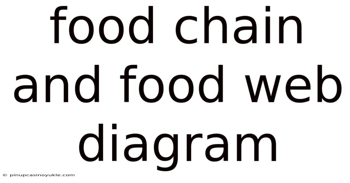 Food Chain And Food Web Diagram