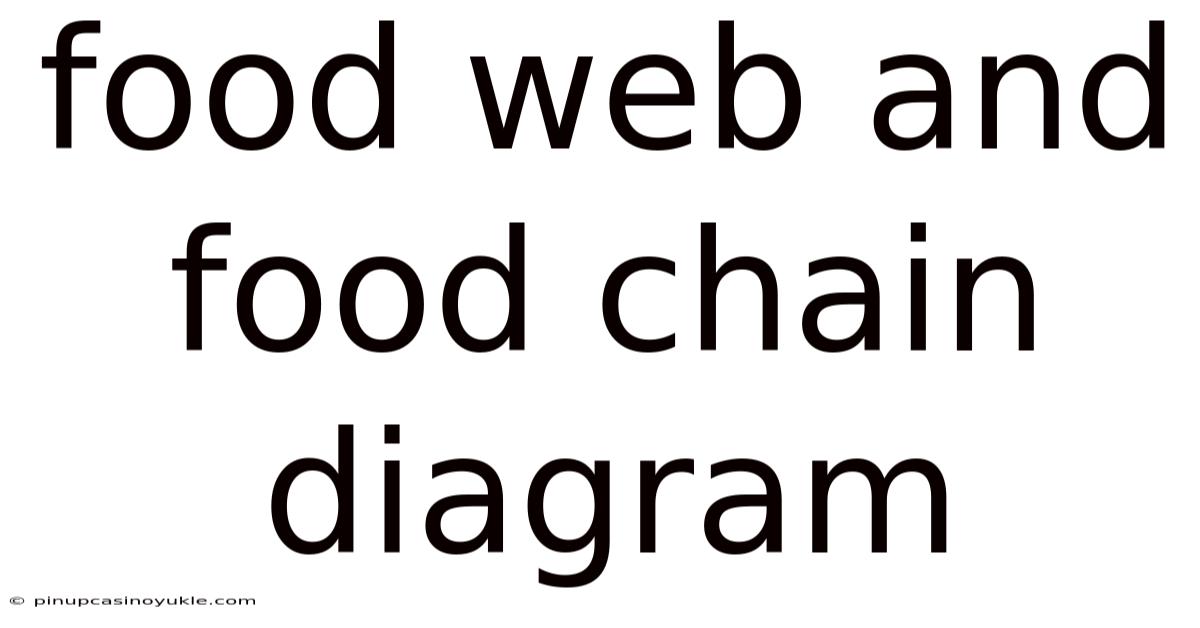 Food Web And Food Chain Diagram