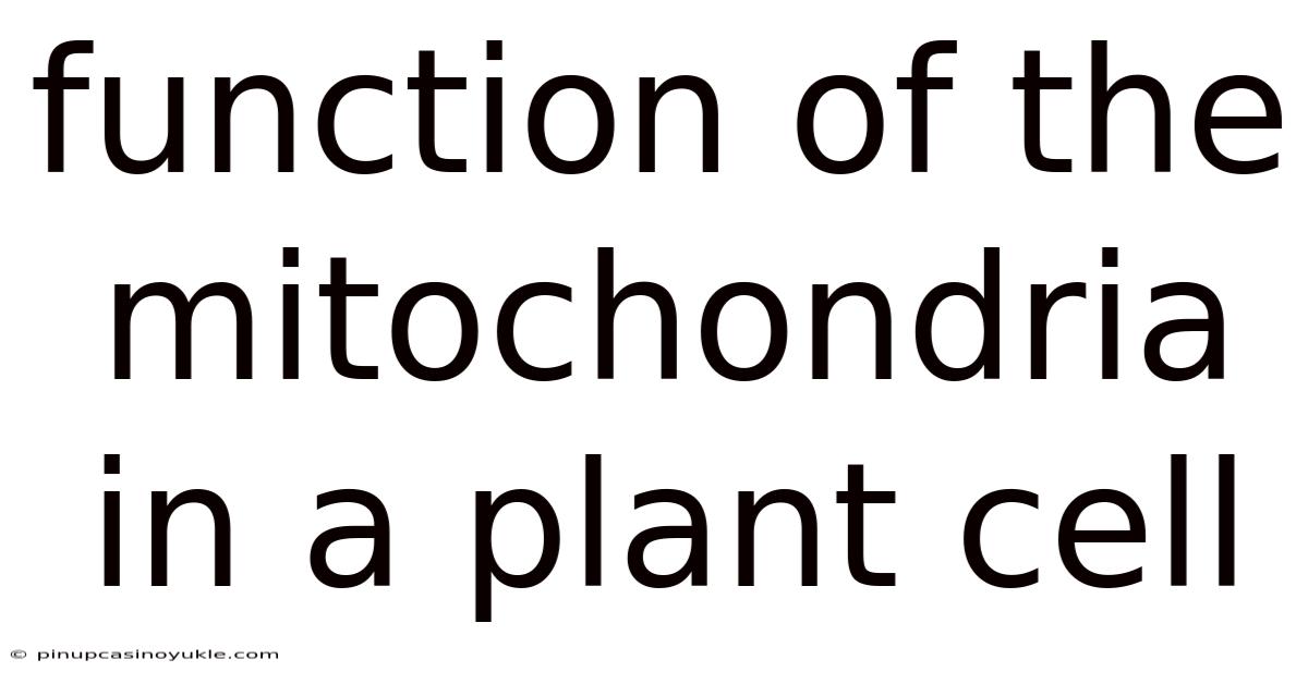 Function Of The Mitochondria In A Plant Cell