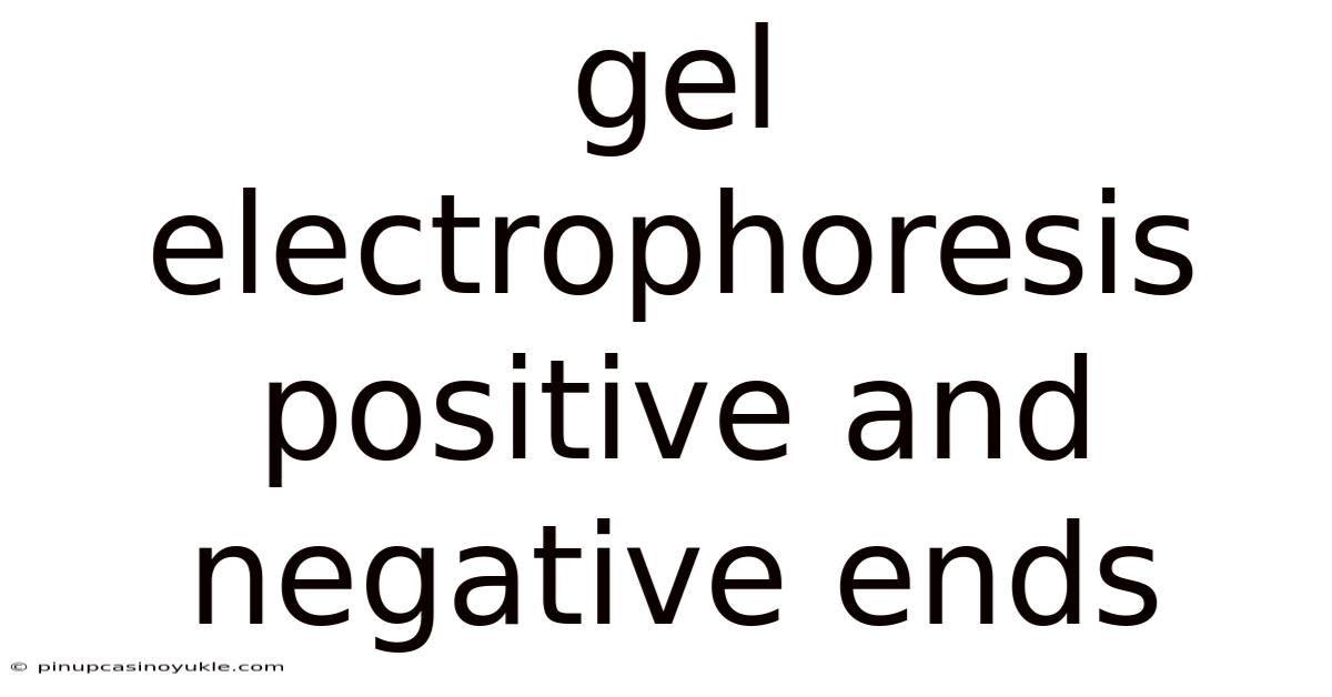 Gel Electrophoresis Positive And Negative Ends