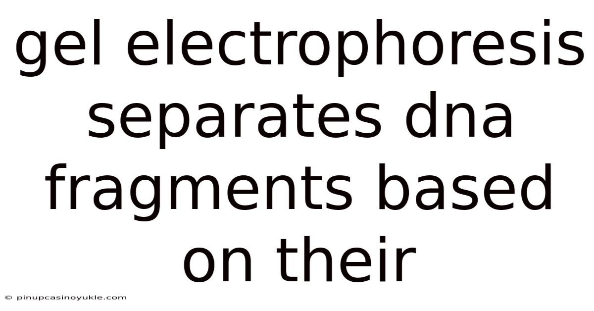 Gel Electrophoresis Separates Dna Fragments Based On Their