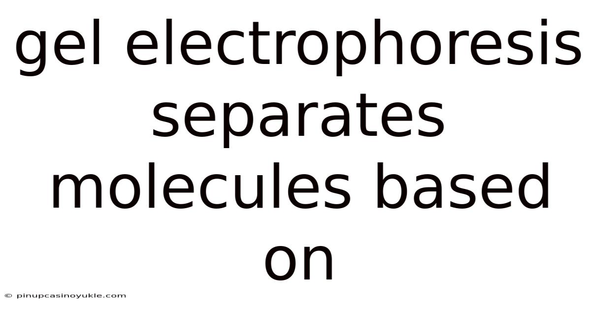 Gel Electrophoresis Separates Molecules Based On