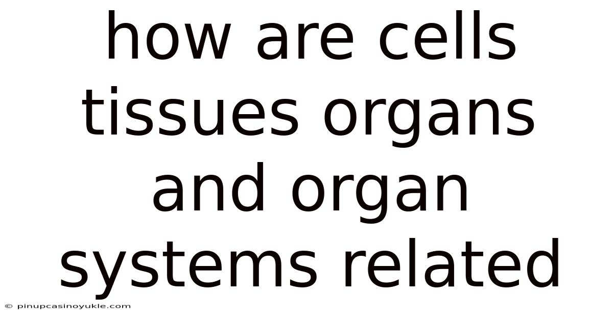 How Are Cells Tissues Organs And Organ Systems Related