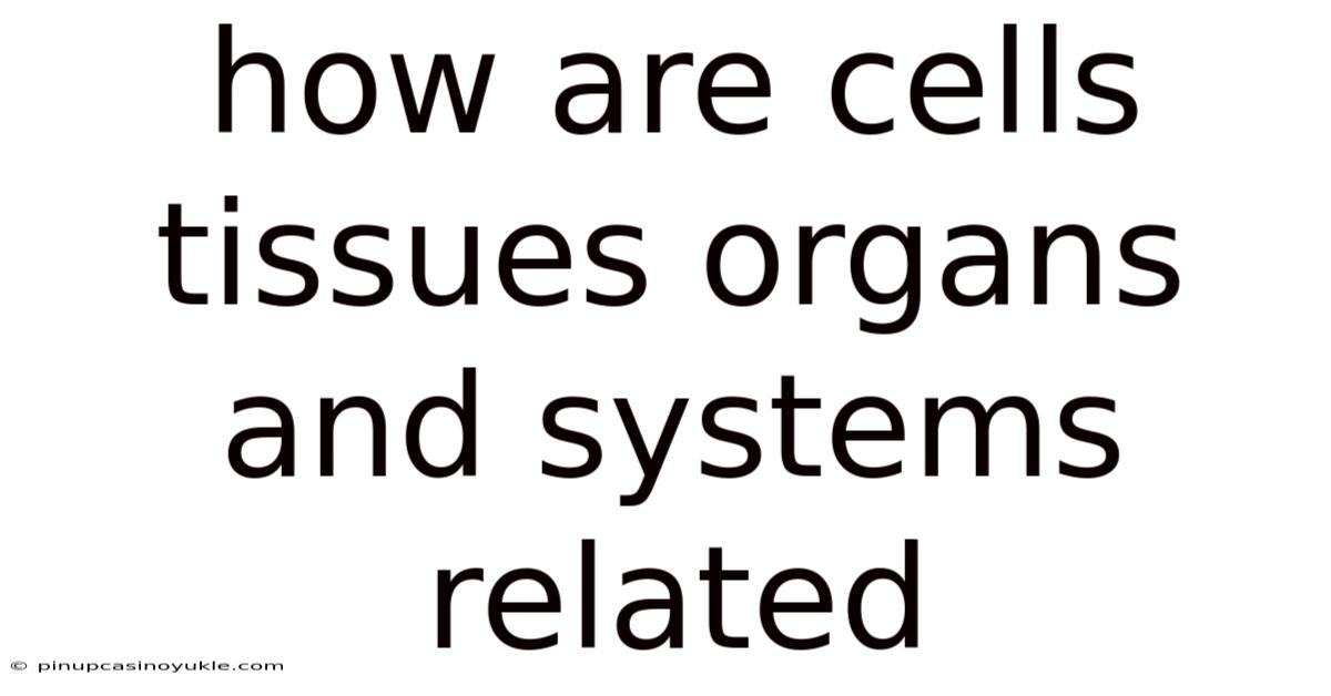 How Are Cells Tissues Organs And Systems Related