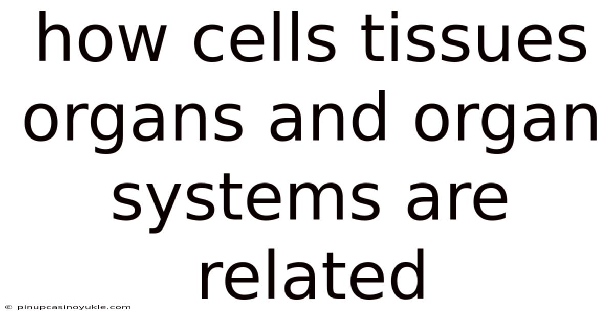 How Cells Tissues Organs And Organ Systems Are Related