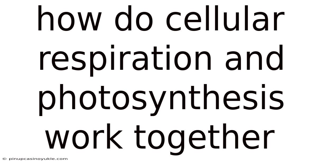 How Do Cellular Respiration And Photosynthesis Work Together