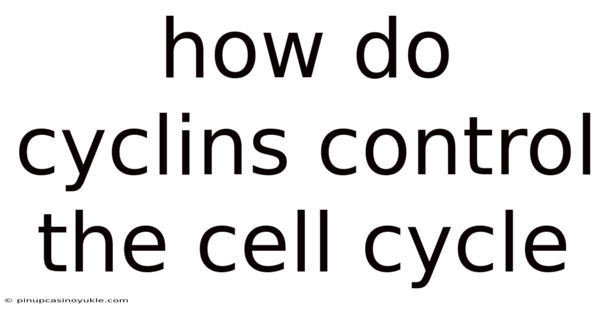 How Do Cyclins Control The Cell Cycle