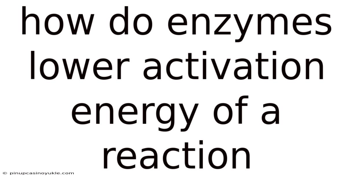 How Do Enzymes Lower Activation Energy Of A Reaction