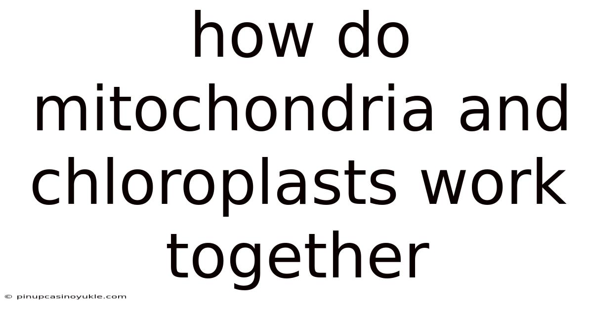 How Do Mitochondria And Chloroplasts Work Together