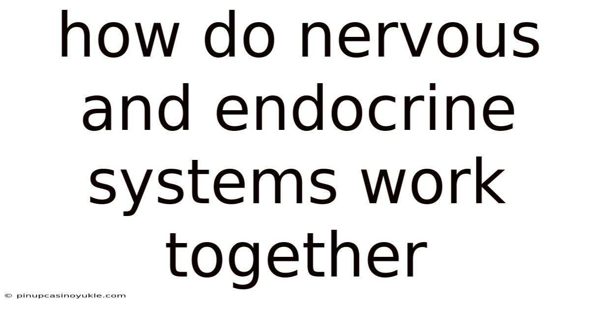 How Do Nervous And Endocrine Systems Work Together