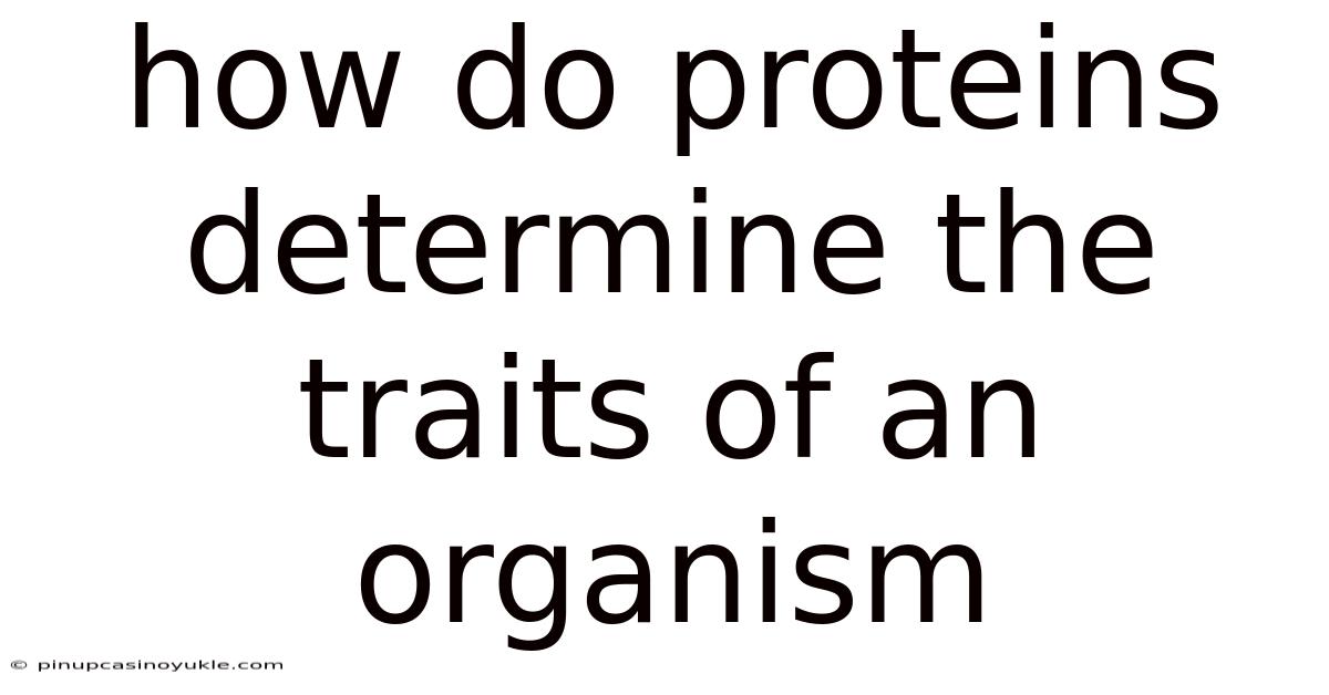 How Do Proteins Determine The Traits Of An Organism