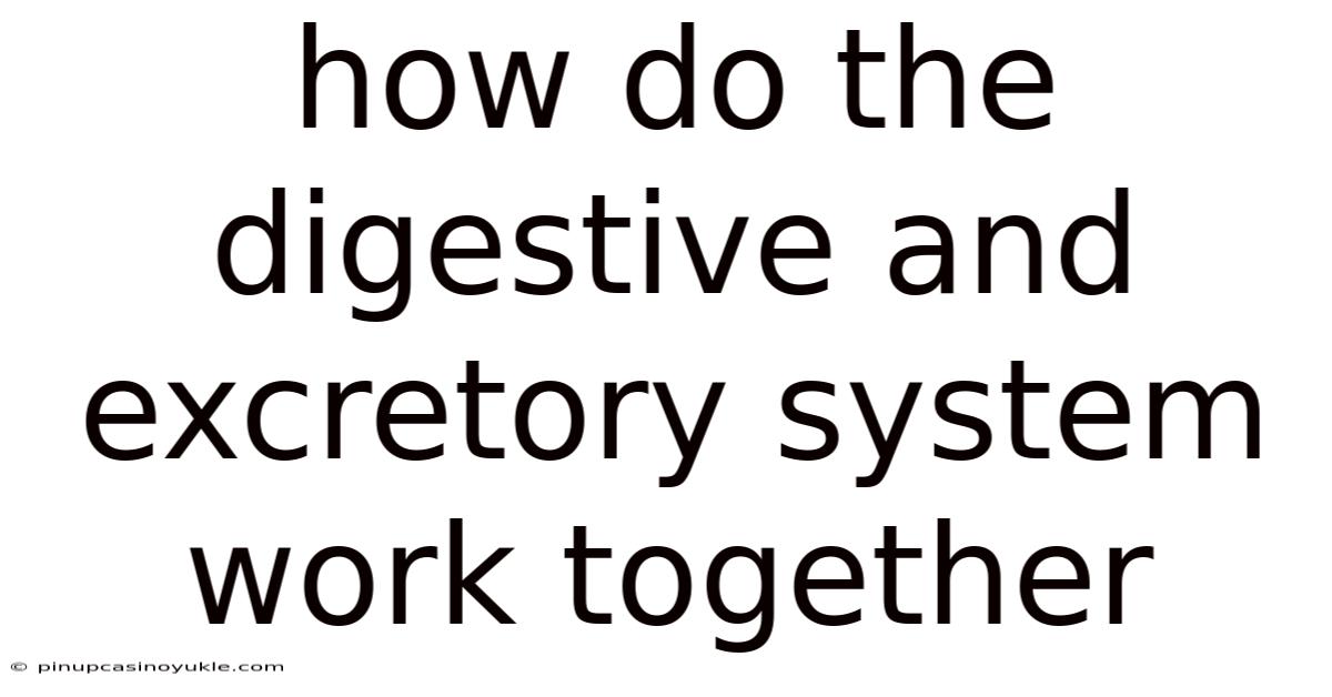 How Do The Digestive And Excretory System Work Together