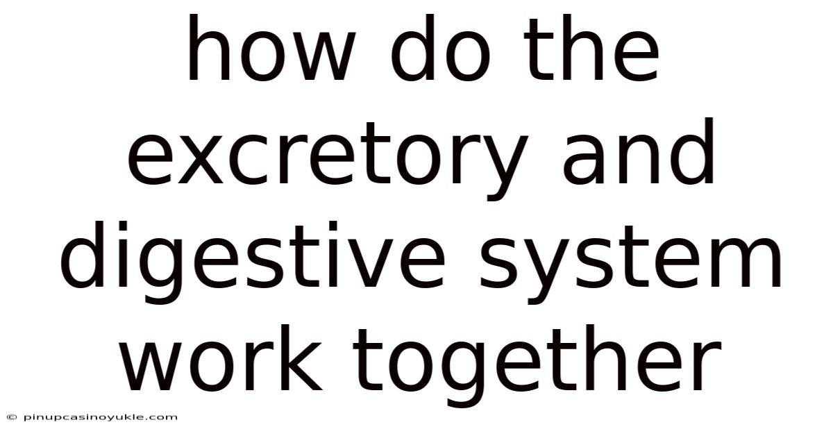 How Do The Excretory And Digestive System Work Together