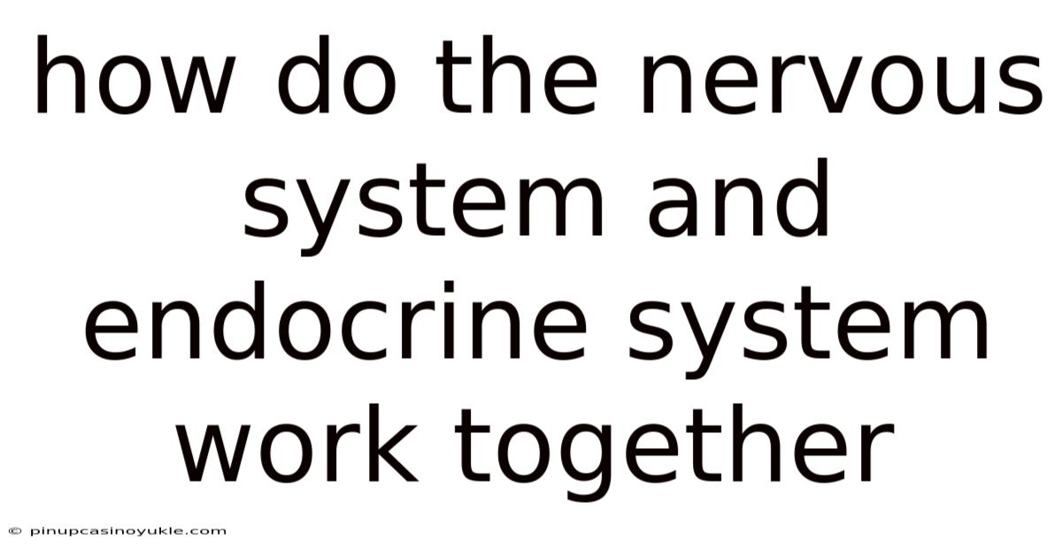 How Do The Nervous System And Endocrine System Work Together