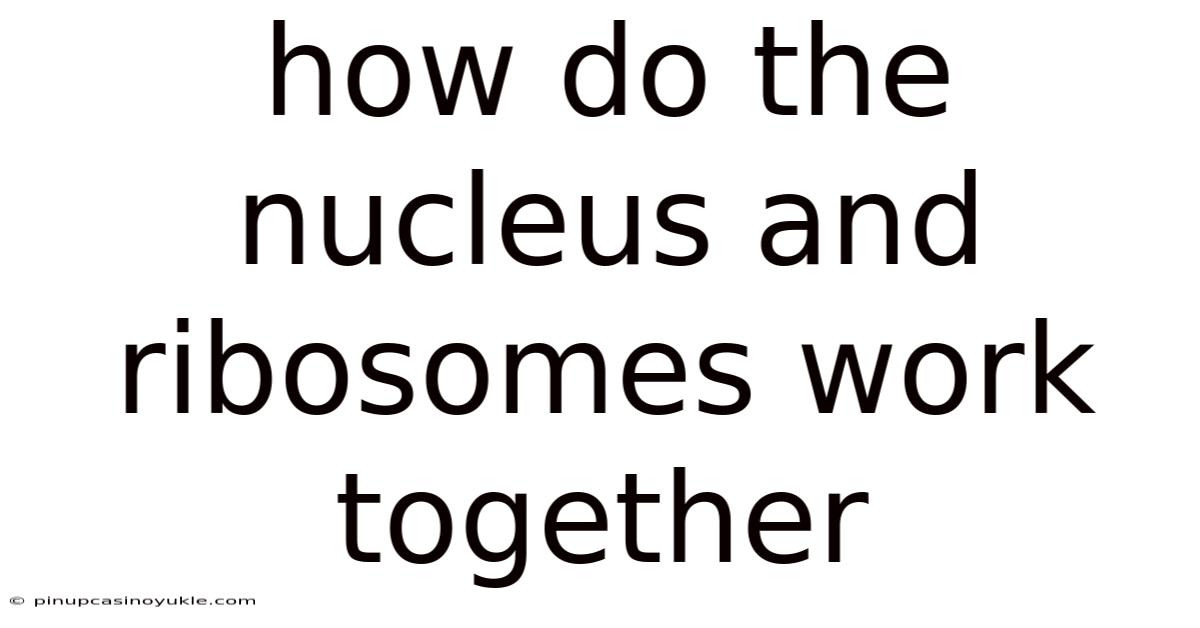 How Do The Nucleus And Ribosomes Work Together