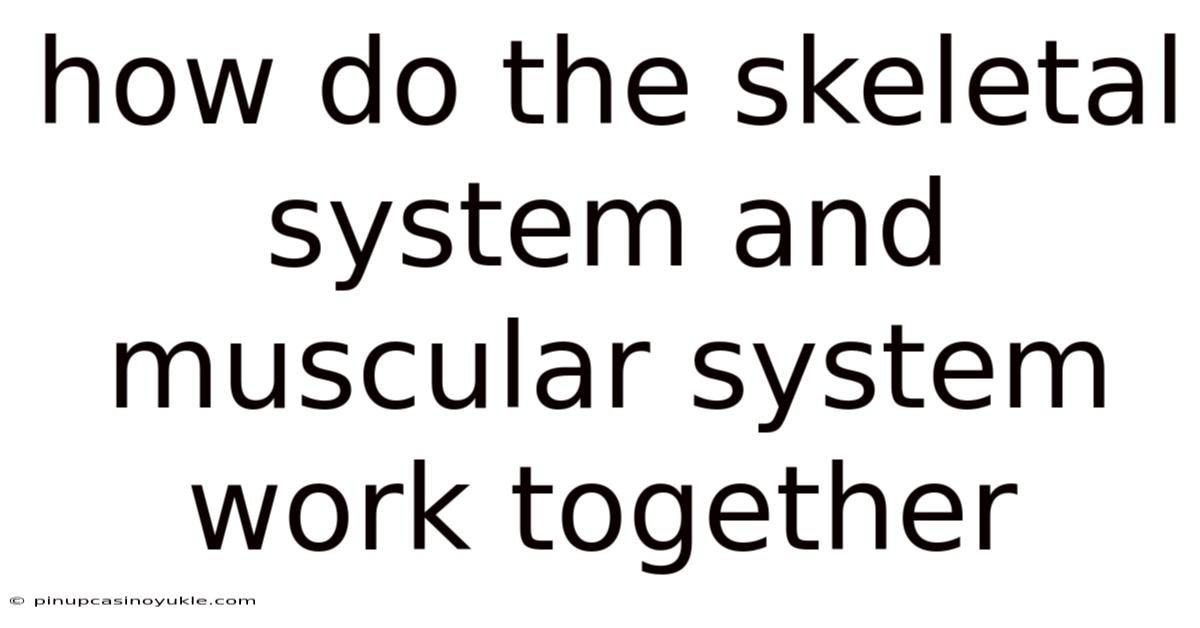 How Do The Skeletal System And Muscular System Work Together