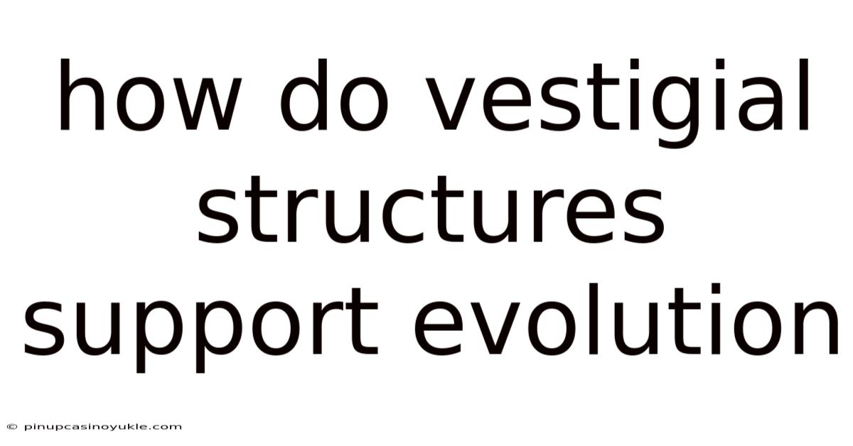 How Do Vestigial Structures Support Evolution