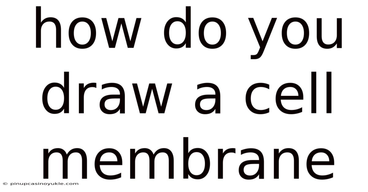 How Do You Draw A Cell Membrane