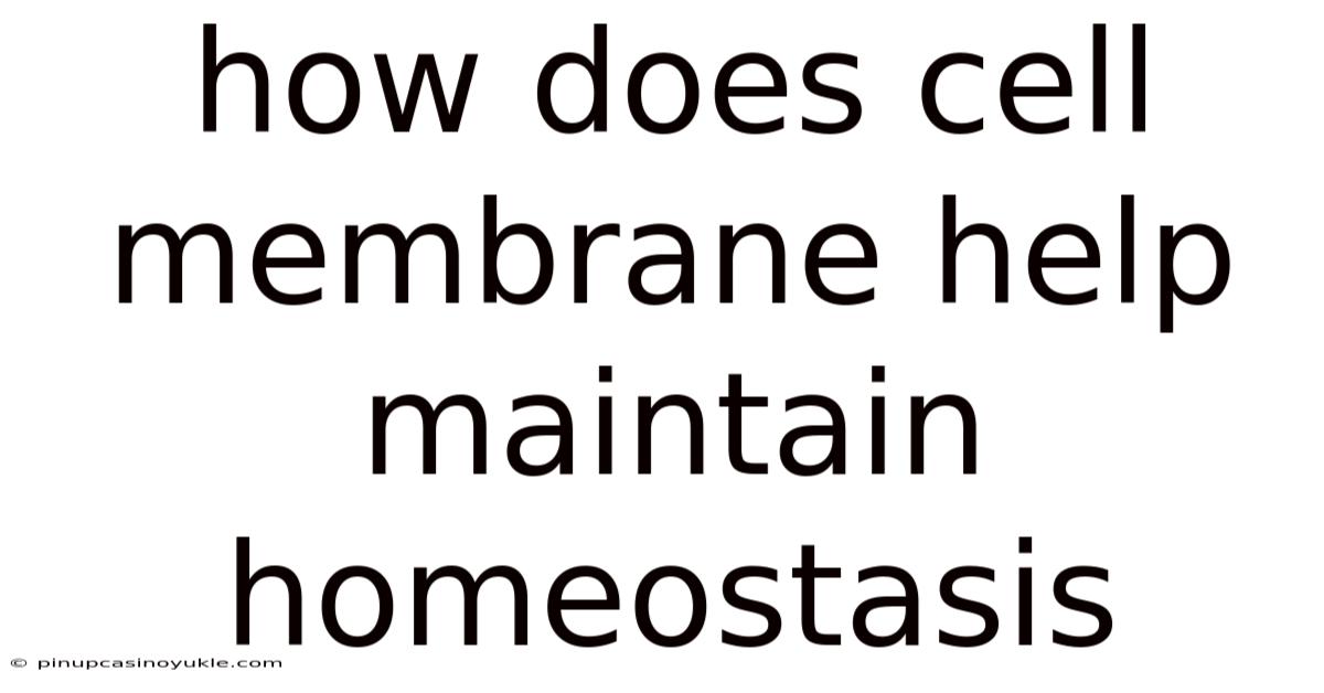 How Does Cell Membrane Help Maintain Homeostasis