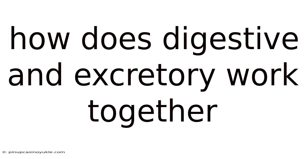 How Does Digestive And Excretory Work Together