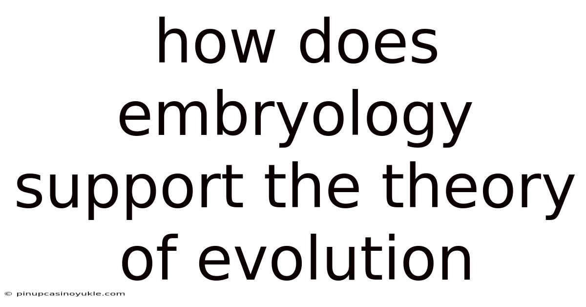 How Does Embryology Support The Theory Of Evolution