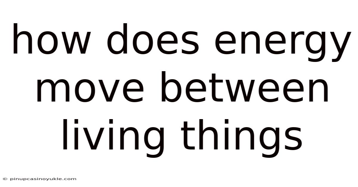 How Does Energy Move Between Living Things