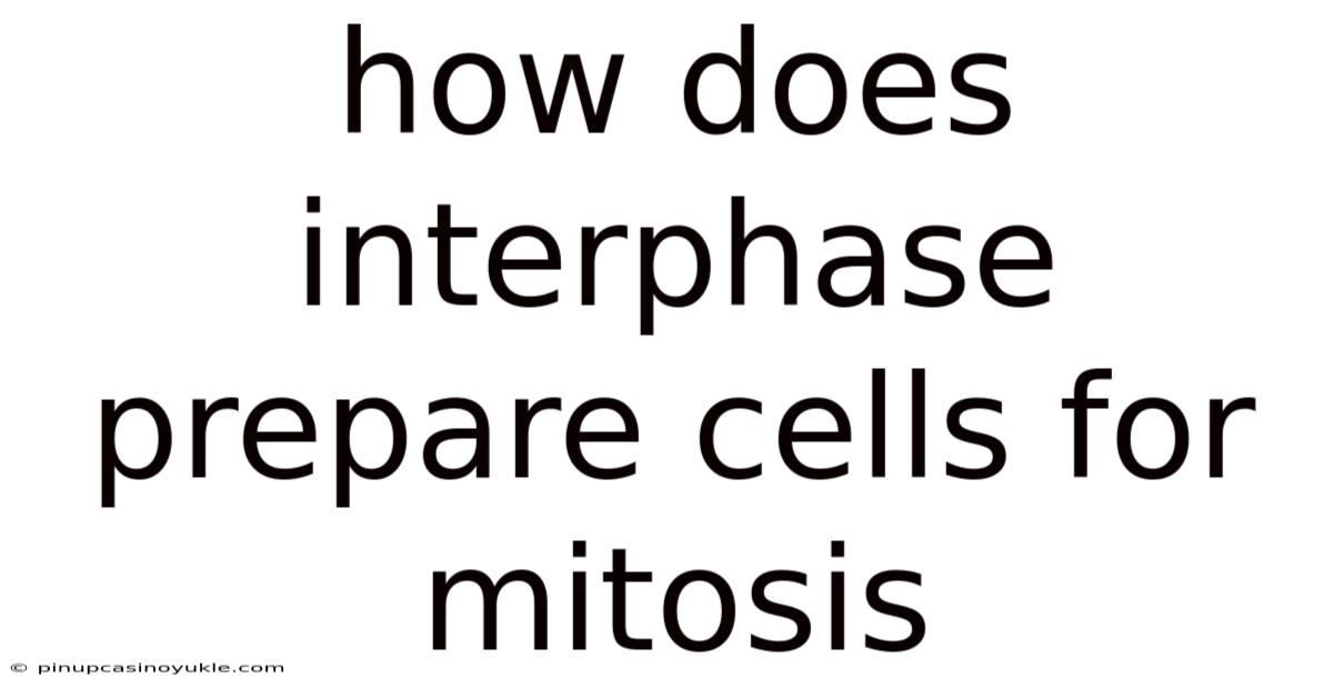 How Does Interphase Prepare Cells For Mitosis