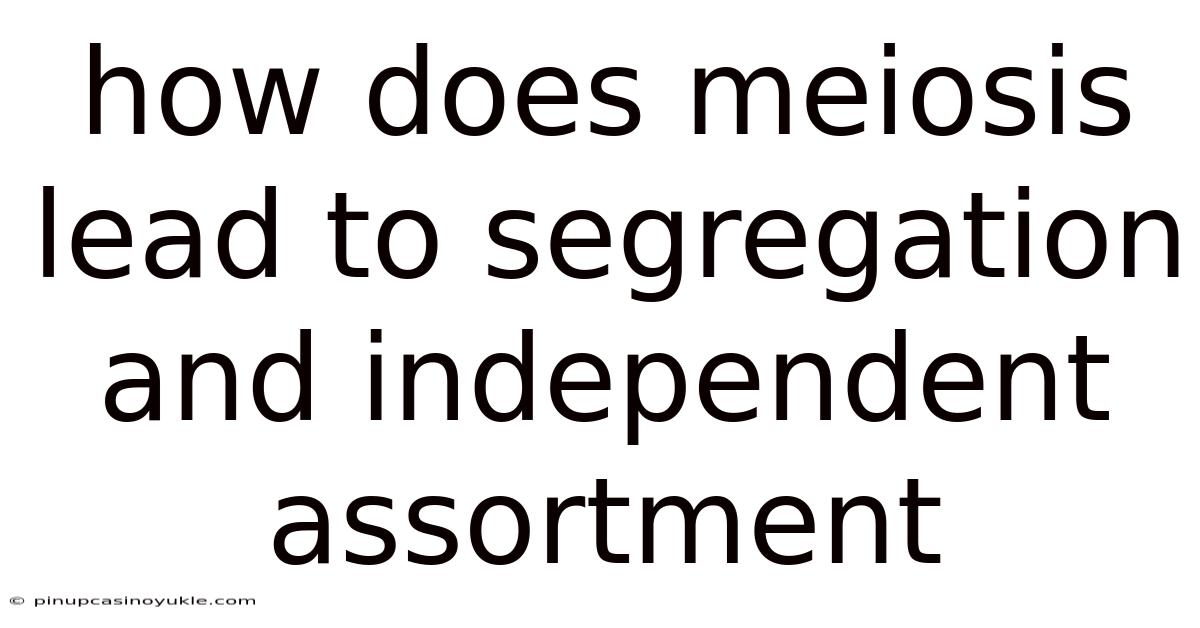 How Does Meiosis Lead To Segregation And Independent Assortment