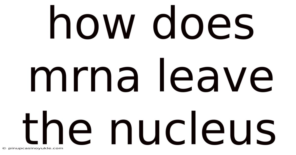 How Does Mrna Leave The Nucleus