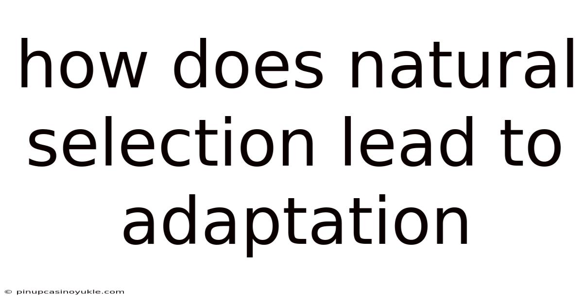 How Does Natural Selection Lead To Adaptation