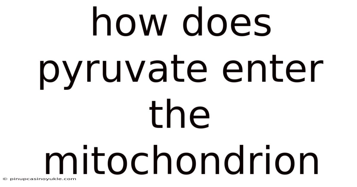 How Does Pyruvate Enter The Mitochondrion
