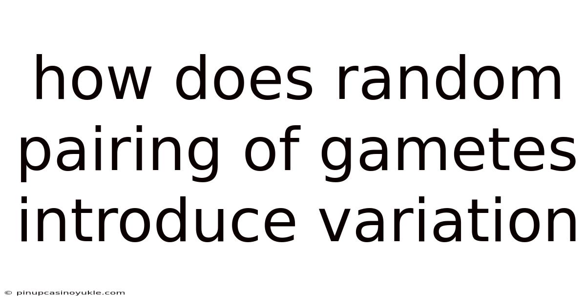 How Does Random Pairing Of Gametes Introduce Variation