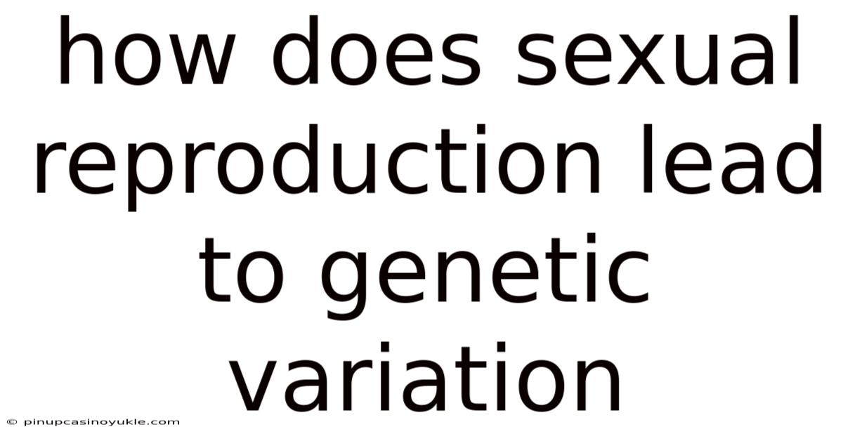 How Does Sexual Reproduction Lead To Genetic Variation