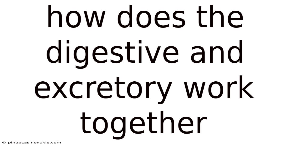 How Does The Digestive And Excretory Work Together