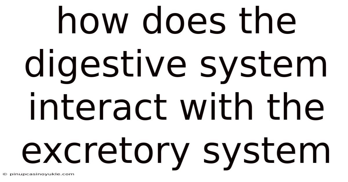 How Does The Digestive System Interact With The Excretory System