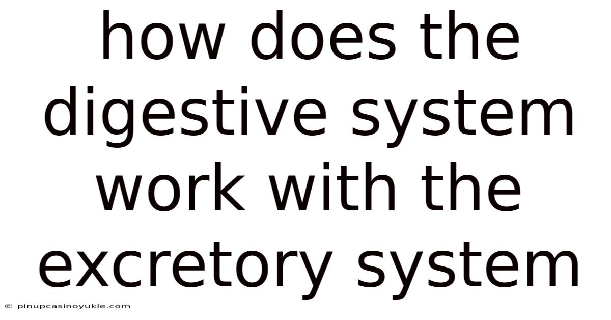 How Does The Digestive System Work With The Excretory System