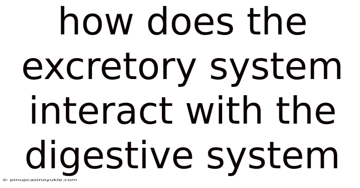 How Does The Excretory System Interact With The Digestive System